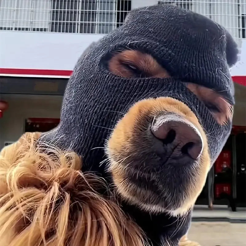 dog warm hat and glasses set