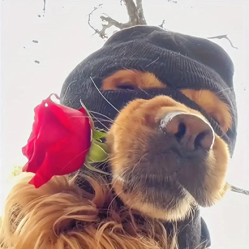 dog warm hat and glasses set