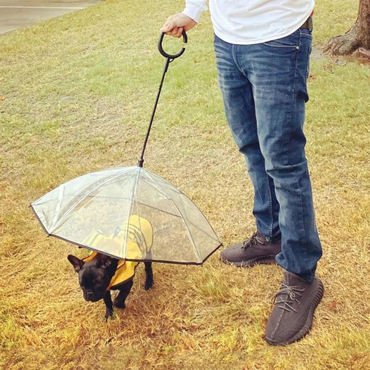 dog umbrella for rainy walks