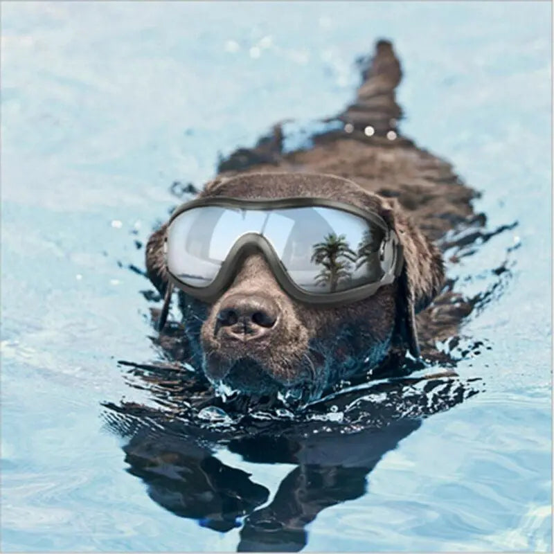 Tinted Dog Sunglasses